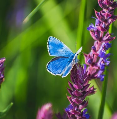 Image of blue morpho butterfly on a lavender flower stem, surrounded by a green plant leaves. 