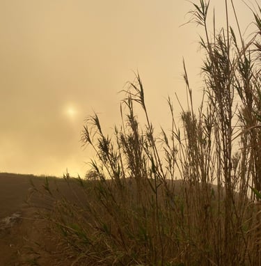 Sonnenuntergang in ocker hinter langen, trockenen Grashalmen