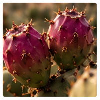 Close-up of vibrant purple prickly pear cactus fruit growing on a green desert plant.