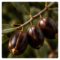 Close-up of brown jojoba seeds growing on a desert plant branch with green leaves.