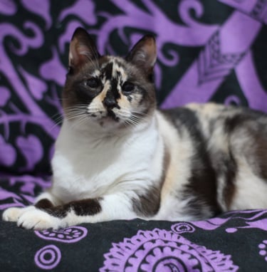 A calico cat with distinct brown, black, and white markings and blue eyes relaxing on a vibrant purple and black patterned