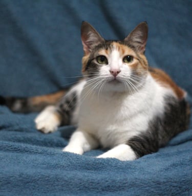 Calico cat with white, black, and orange fur reclines on a soft blue blanket, looking attentively forward.