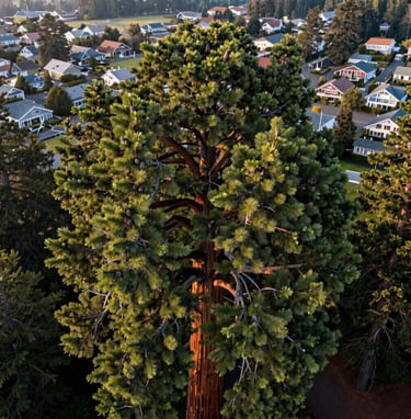 A close-up aerial photograph of the crown of a giant sequoia tree, showing intricate green needle patterns and small cones, with the blurred houses of Eugene Oregon in the background, soft morning light, North American Pacific Northwest.