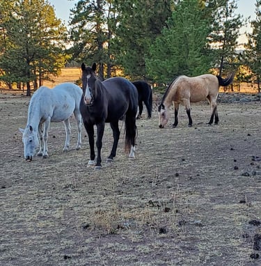 a group of horses grazing in a field