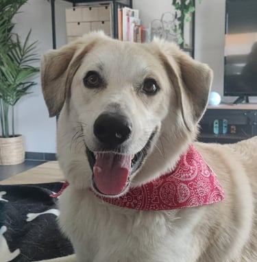 Nestor avec son bandana rouge - strasdog