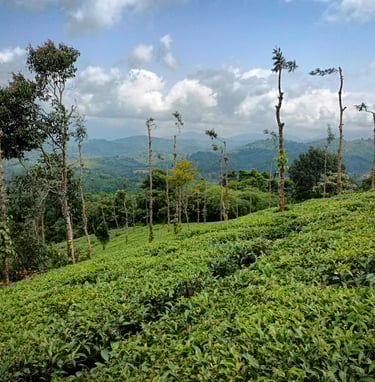 Splendid Tea Garden view