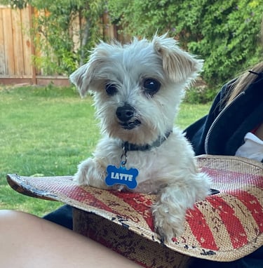 Latte Likes Lots of Love