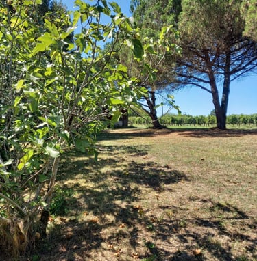 chantelevent-maison-pompignac-gironde-verger