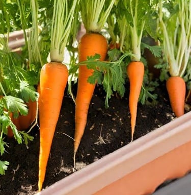 Carrots
