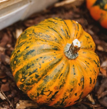 Winter Squash