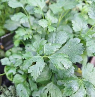 Parsley