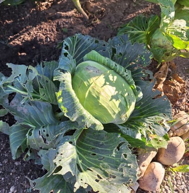 Cabbage