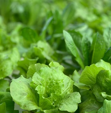 Lettuce