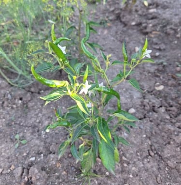 Peppers