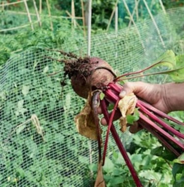 Beetroot