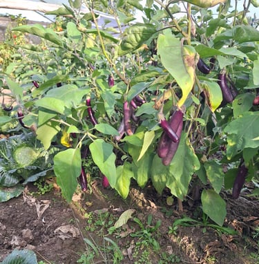 Eggplant