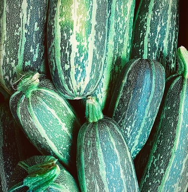 Zucchini
