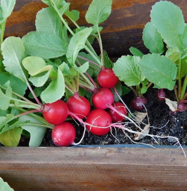 Radishes