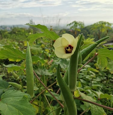 Okra