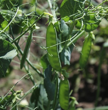 Peas