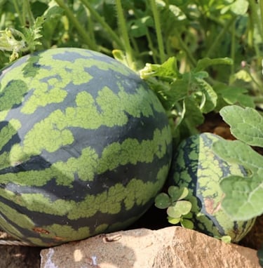 Watermelon