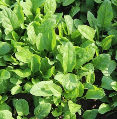 Spinach