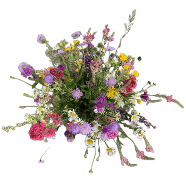A colorful wild flower bouquet with daisies, clovers, and field herbs isolated on a black background.