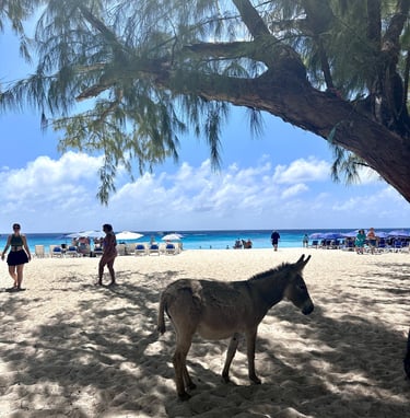 Donkeys of Grand Turk Govenors Beach