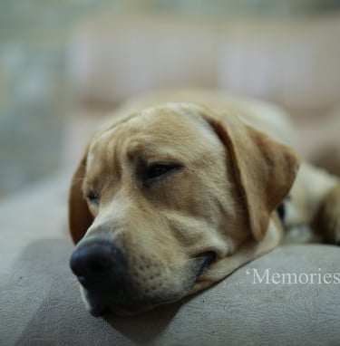 a dog laying on a couch with his head resting on a pillow