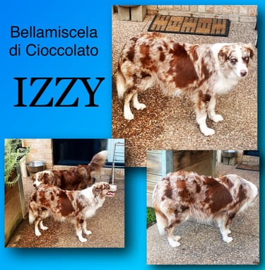 Tri Chocolate Merle Pure Bred Border Collie 