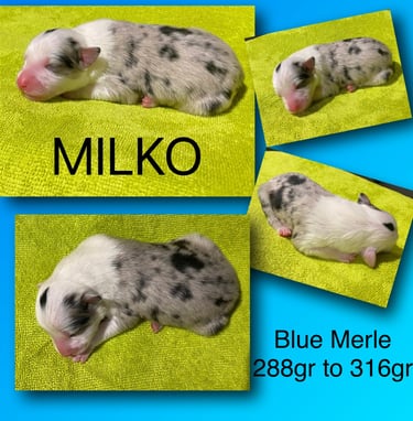 Border Collie Puppy Blue Merle 