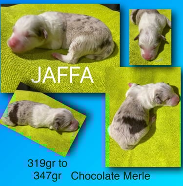Chocolate Merle Border Collie 