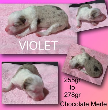 Choclate Merle Border Collie 
