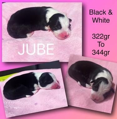 Black and White Border Collie 