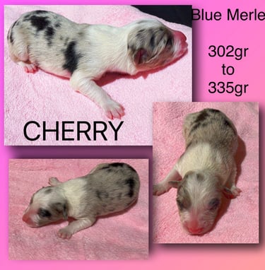 Blue Merle Border Collie 