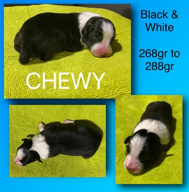 Black and White Border Collie 