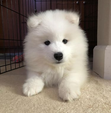 Samoyed puppies for sale in Florida