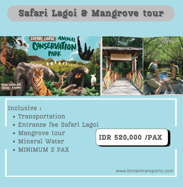 Safari Lagoi & Mangrove tour