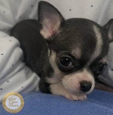 A small black and tan short-haired Chihuahua puppy resting on a blue and white blanket.