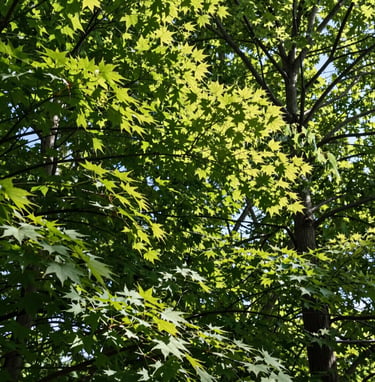 Low-angle view looking directly up into a dense canopy of maple and oak trees during summer, bright sunlight creating highlights on translucent emerald leaves, North American forest composition.