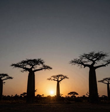 A cinematic shot of a sunset over an Angolana savannah with iconic baobab silhouettes. The sky is a gradient of charcoal grey #4C4C4C and deep black #0A0A0A with golden #B89F6B light piercing through the horizon, high grain film photography style.