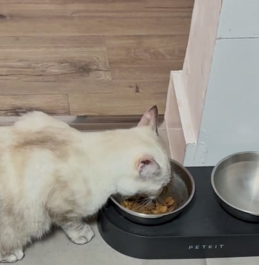 PETKIT CYBERTAIL Cuenco Elevado e Inclinado de Acero Inoxidable Antideslizante