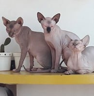 Primeira geração de matrizes e padreadores ChesLô.