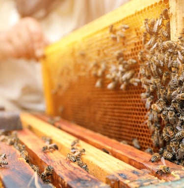 beekeeper removing a frame of comb and bees from a hive