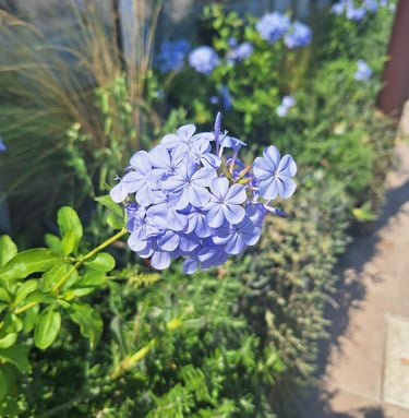 one light blue Cape Plumbago flower stem