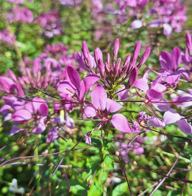 pink African Cabbage flowers 