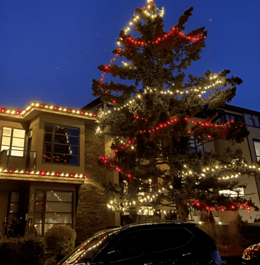 Red and white christmas lights on tall tree and modern home in Calgary
