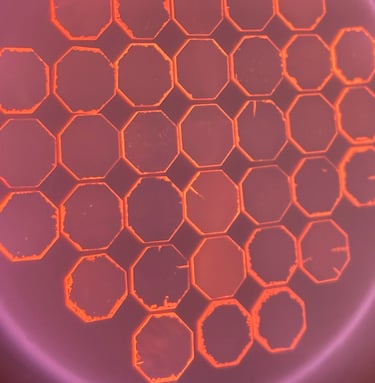 A growing diamond chocolate in plasma state