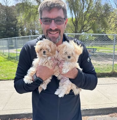 Maltipoo Puppies for Sale