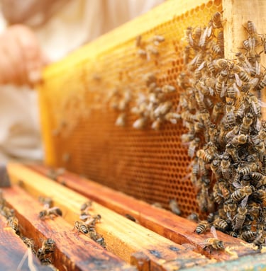 beekeeper removing a frame of comb and bees from a hive